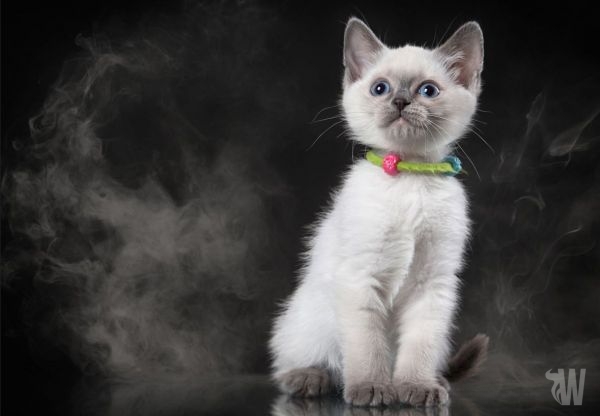 Ecigs, your pets and the dangers involved