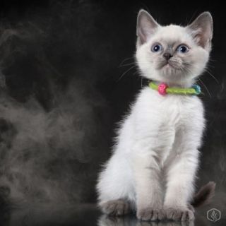 Ecigs, your pets and the dangers involved