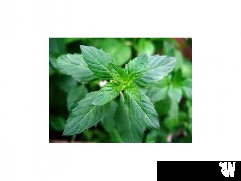 Did You Know Menthol Flavor Enhances Nicotine Addiction